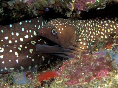 Mottled Moray