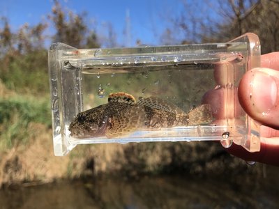 Mottled Sculpin