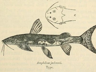 Mountain Catfish