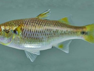 Mountain Mullet