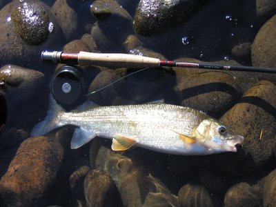 Mountain Whitefish