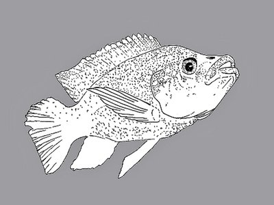 Mozambique Mouthbrooder