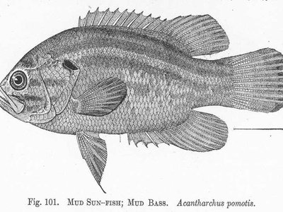 Mud Bass