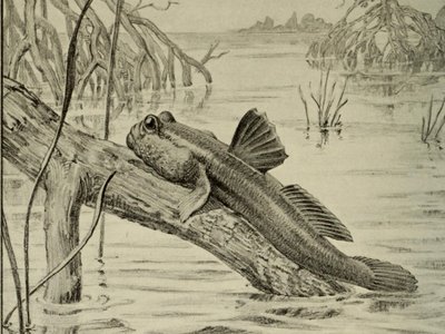 Mud Cod
