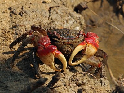 Mud Crab