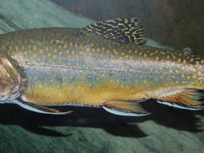 Mud Trout