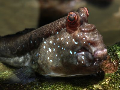 Mudskipper