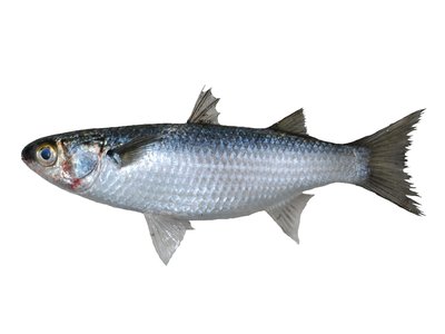 Mugiliformes Mullet