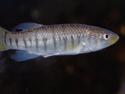 Mummichog Killifish