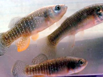 Mummichog