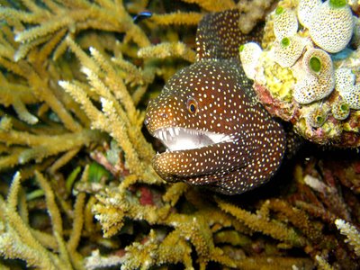 Muraenidae Eel