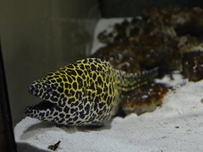 Muraenidae Snake Eel