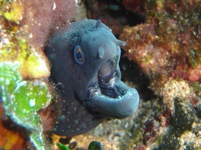 Murine Eel
