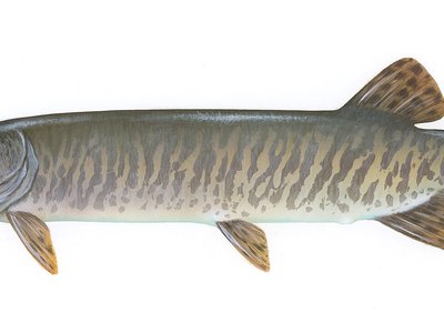 Muskellunge