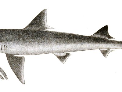 Mustelus Manazo