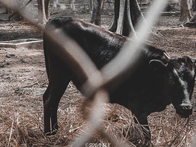 Muturu