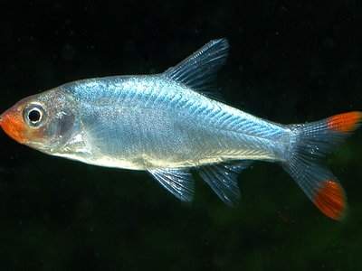Myanmar Barb