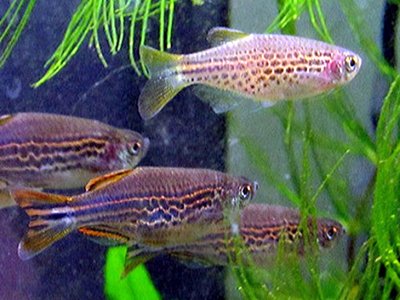 Myanmar Danio