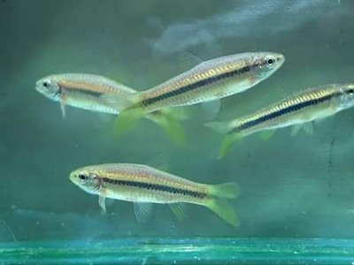 Myanmar Rasbora