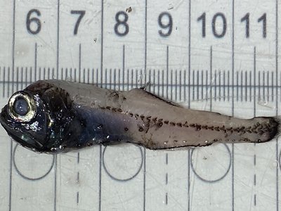 Myctophid Fish