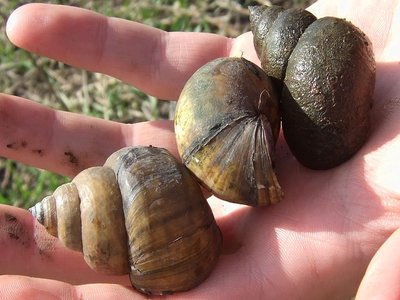 Mystery Snail
