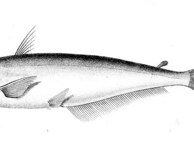 Mystus Catfish