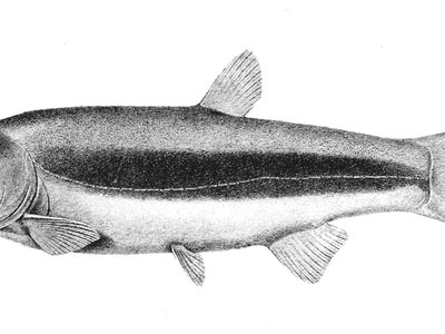 Naked Characin