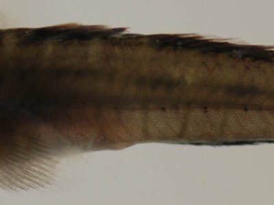 Naked Goby