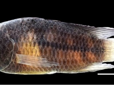 Nannacara
