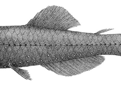 Nannobrachium