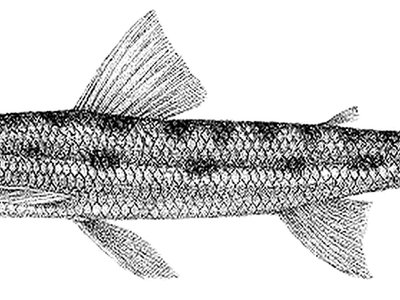 Nannocharax