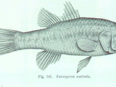 Nannoperca