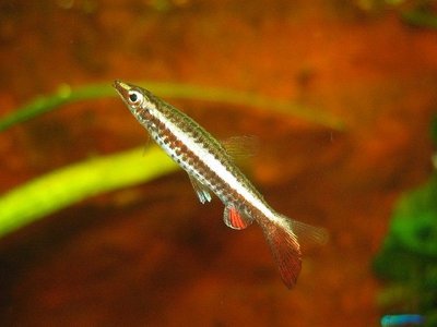 Nannostomus eques