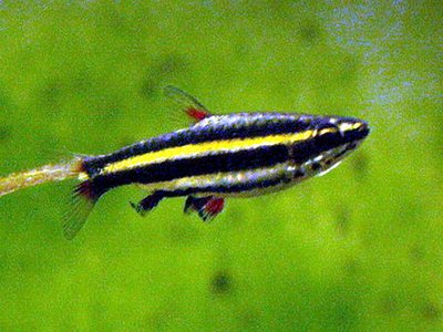 Nannostomus marginatus