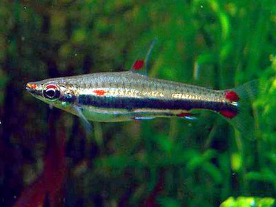 Nannostomus trifasciatus
