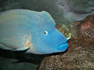 Napoleon Wrasse