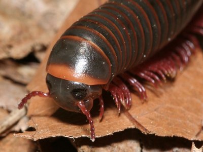 Narceus