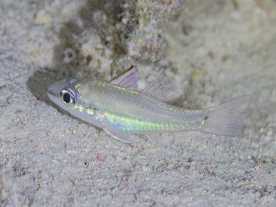 Narrowstripe cardinalfish