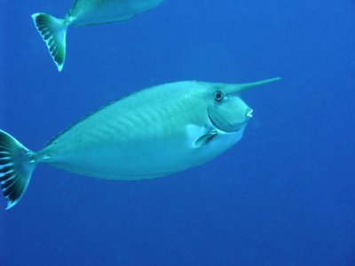 Naso annulatus