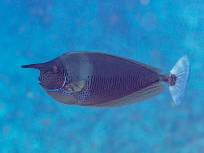 Naso brevirostris