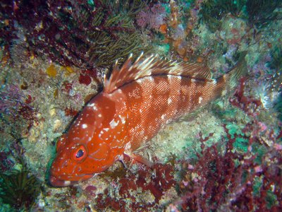 Natal rockcod