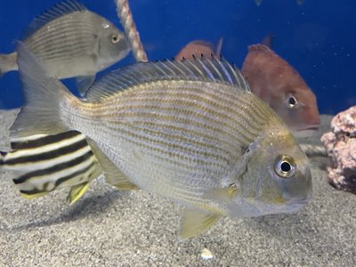 Natal Stumpnose
