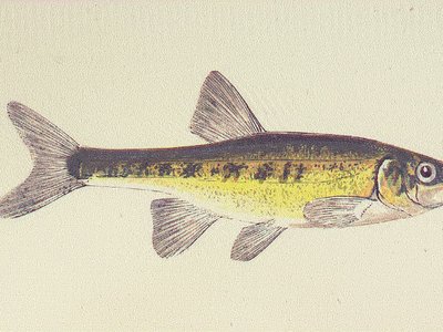 Native minnow