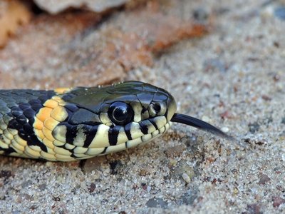 Natrix
