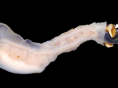Nausitora