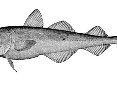 Nawaga