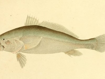 Nebris microps