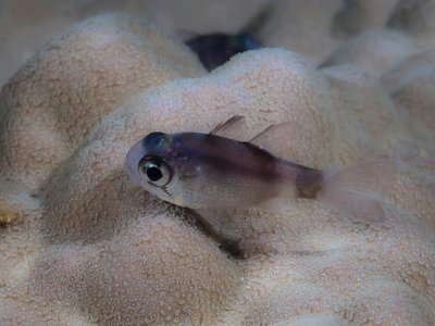 Nectamia fusca