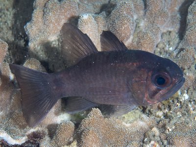 Nectamia