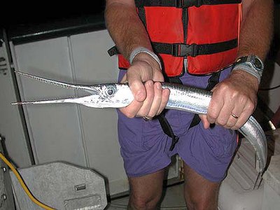 Needlefish